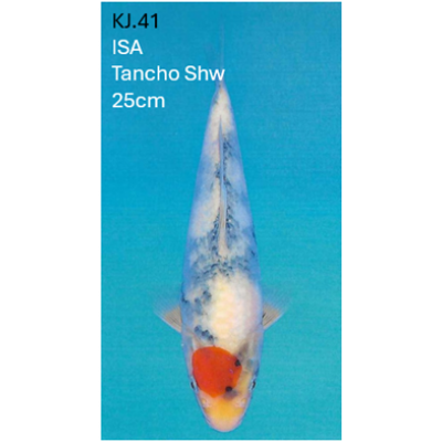 KJ.41 JUMBO TANCHO SHOWA